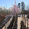 Nonpareil Almond Tree