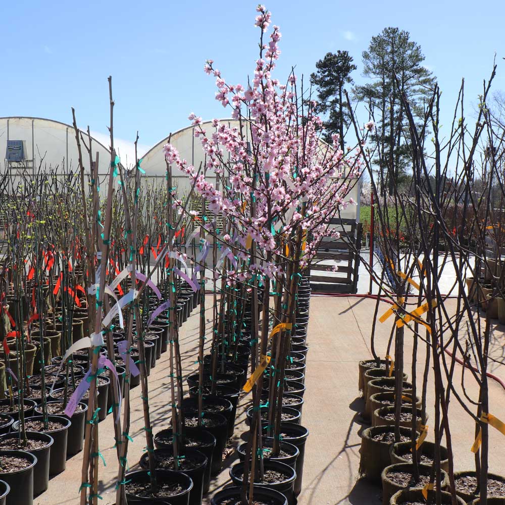 Nonpareil Almond Tree