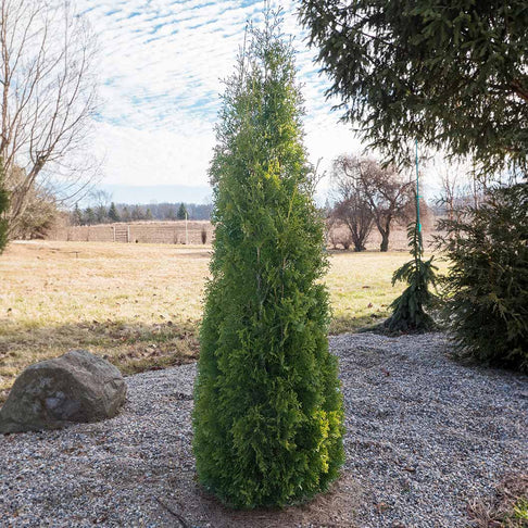 Proven Winners® North Pole® Arborvitae