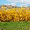 Northern Gold Forsythia