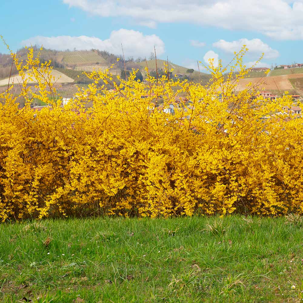 Northern Gold Forsythia