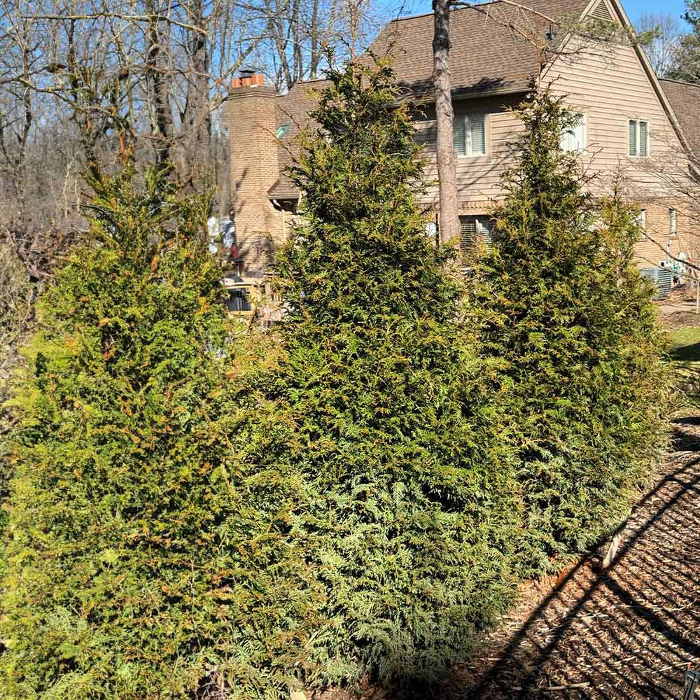 Northern Spire Western Red Cedar Tree