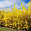Northern Gold Forsythia