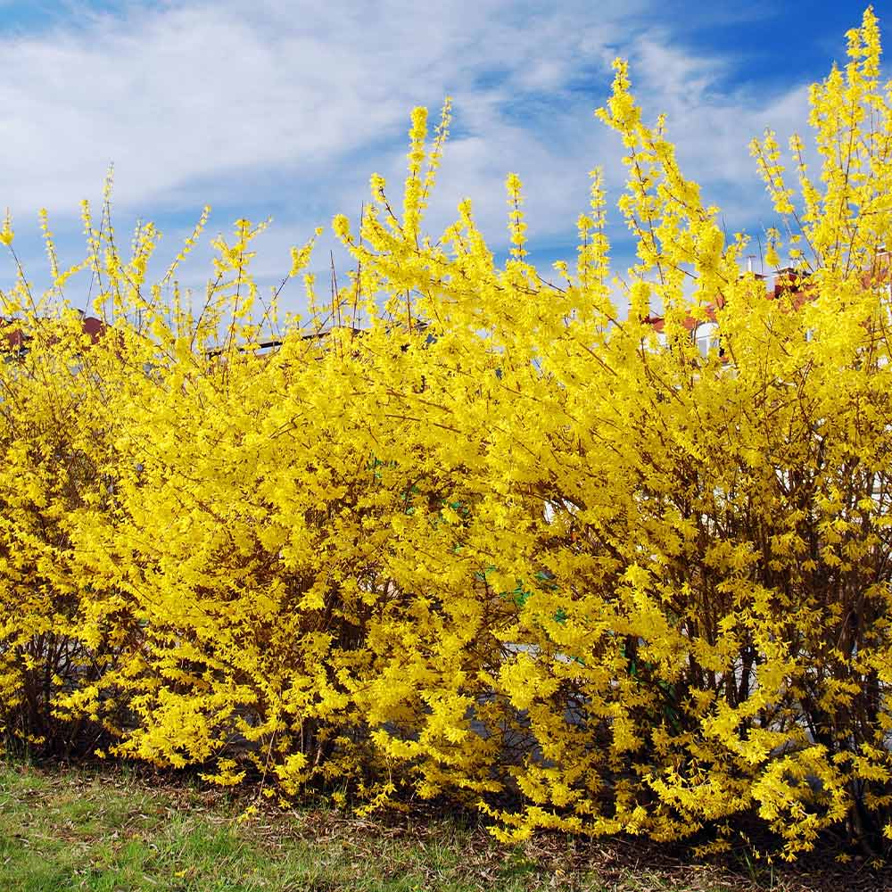 Northern Gold Forsythia