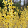 Northern Gold Forsythia
