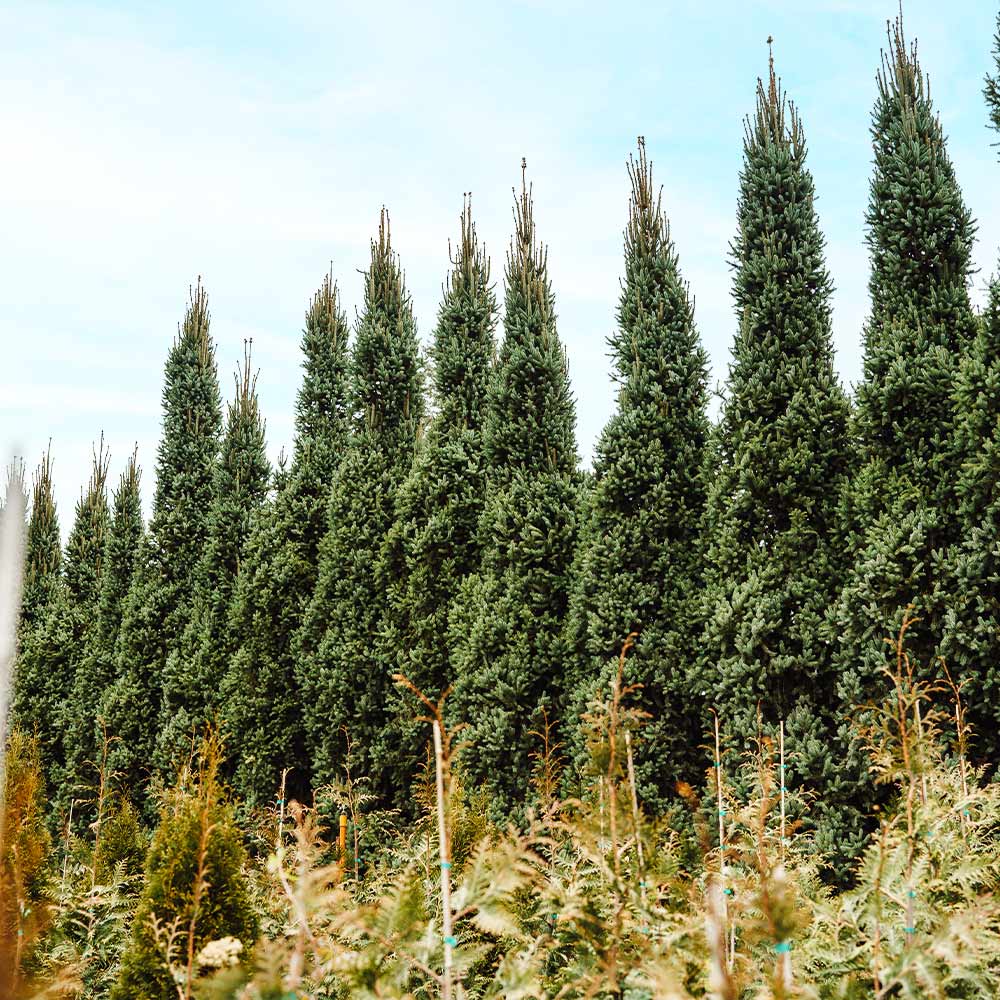 Columnar Norway Spruce