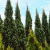 Columnar Norway Spruce