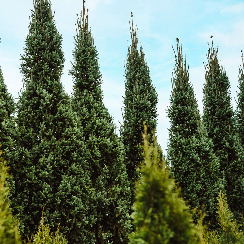 Columnar Norway Spruce