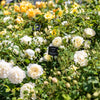 David Austin® Nye Bevan™ Rose Shrub