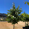 Oklahoma Sparkler Eastern Redbud Tree