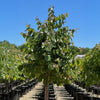 Oklahoma Sparkler Eastern Redbud Tree