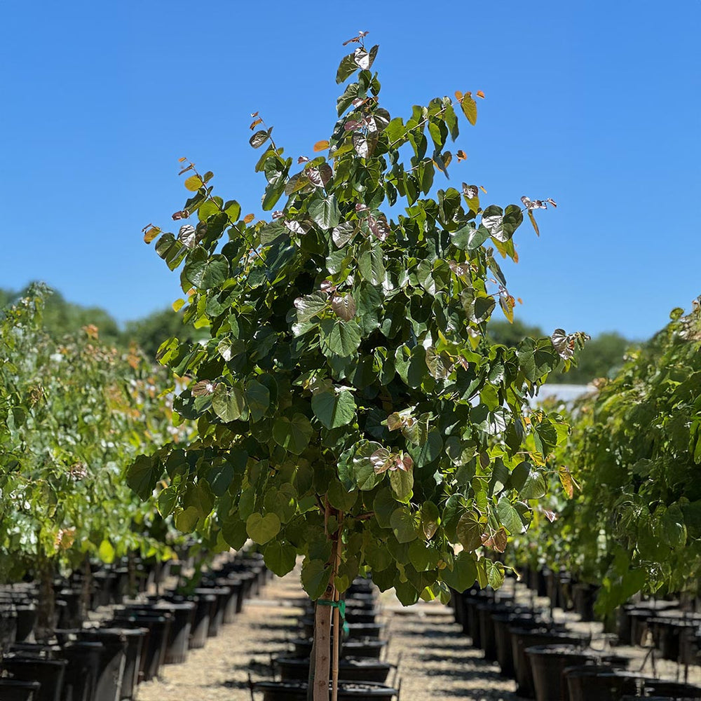 Oklahoma Sparkler Eastern Redbud Tree