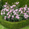 David Austin® Olivia Rose Austin® Rose Bush