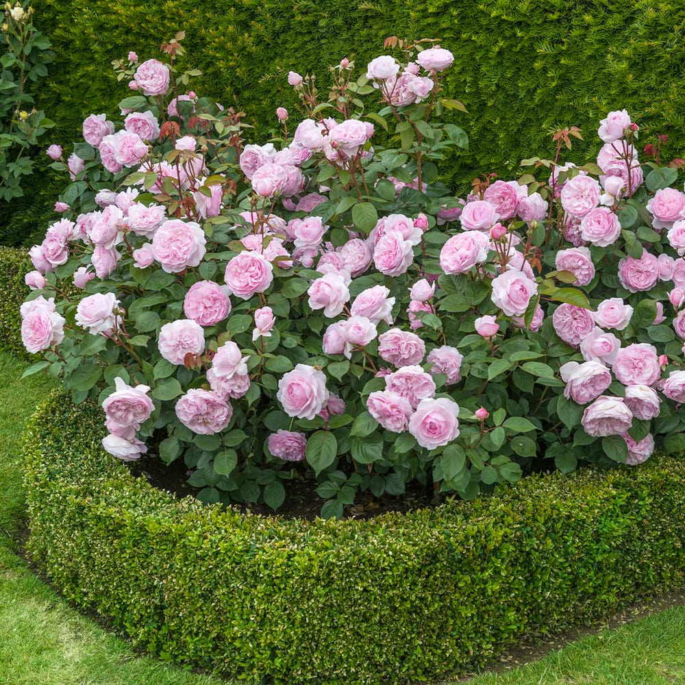 David Austin® Olivia Rose Austin® Rose Bush