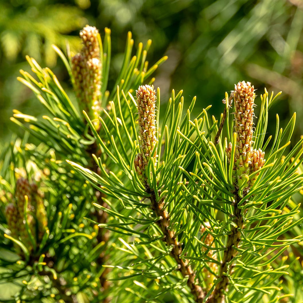 Ophir Mugo Pine Shrub