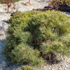 Ophir Mugo Pine Shrub