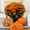 Orange Belgian Mums®