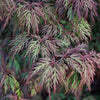 Orangeola Weeping Japanese Maple Tree