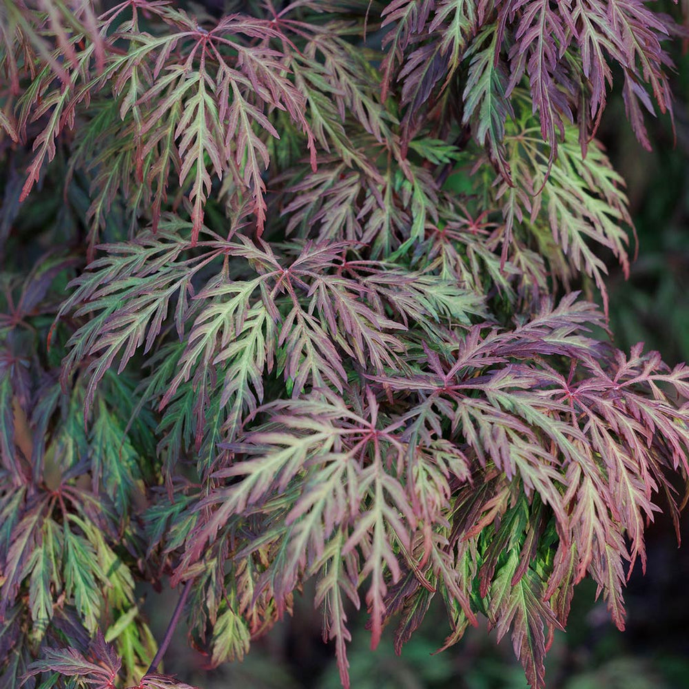 Orangeola Weeping Japanese Maple Tree