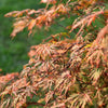 Orangeola Weeping Japanese Maple Tree