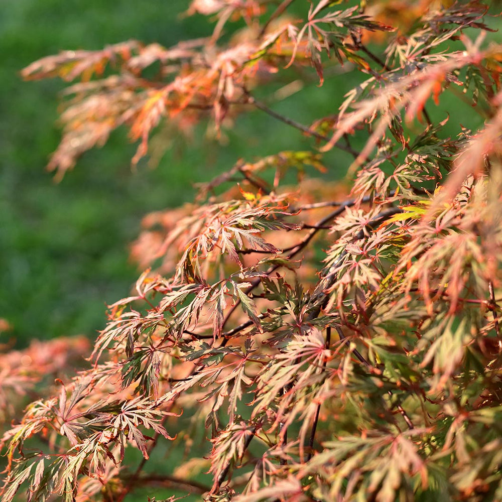 Orangeola Weeping Japanese Maple Tree