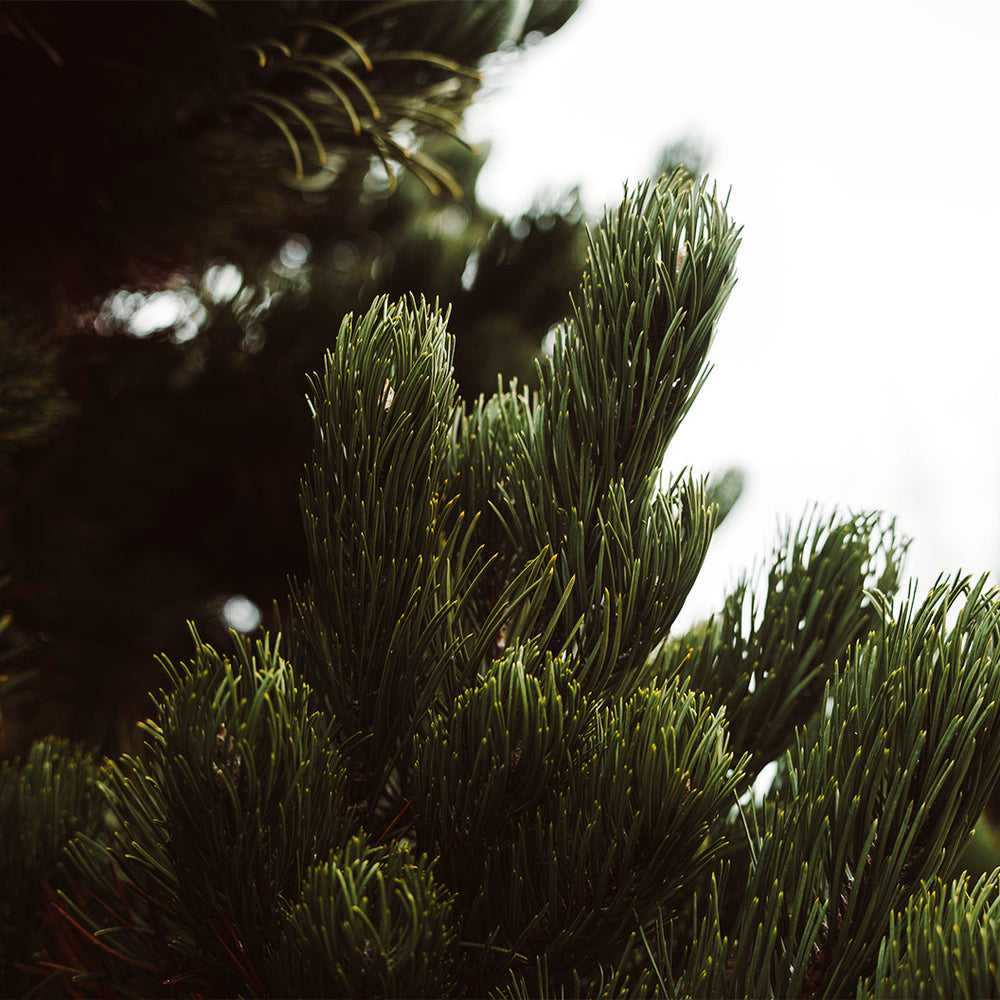 Oregon Green Austrian Pine