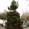 Oregon Green Austrian Pine