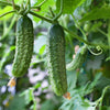 Organic Cucumber Salad Bush