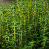 French Thyme Plant - USDA Organic