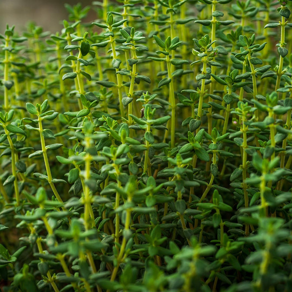 French Thyme Plant - USDA Organic