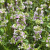 French Thyme Plant - USDA Organic