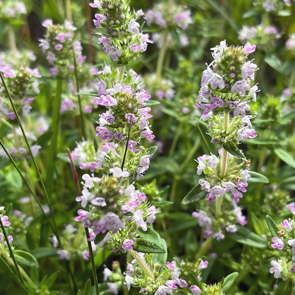 French Thyme Plant - USDA Organic