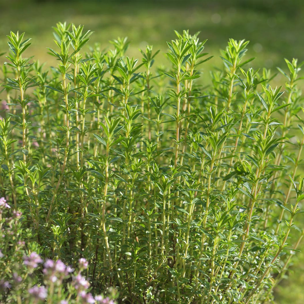 Kitchen Essential Organic Herb 4 Pack Plant