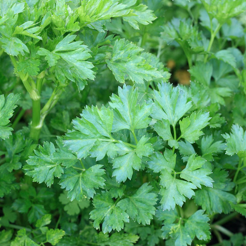Kitchen Essential Organic Herb 4 Pack Plant