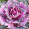 Osaka Red Ornamental Cabbage