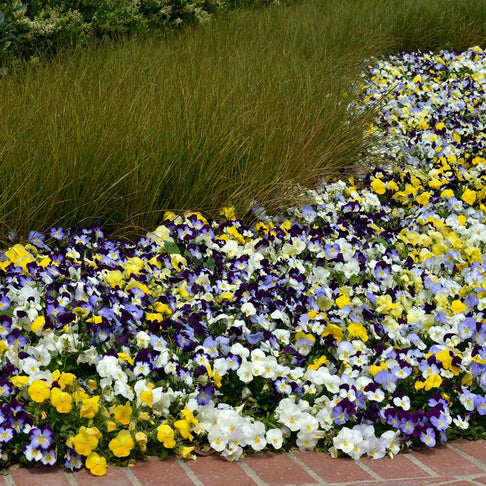 Cool Wave® Mix Pansy Plant
