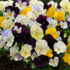 Cool Wave® Mix Pansy Plant