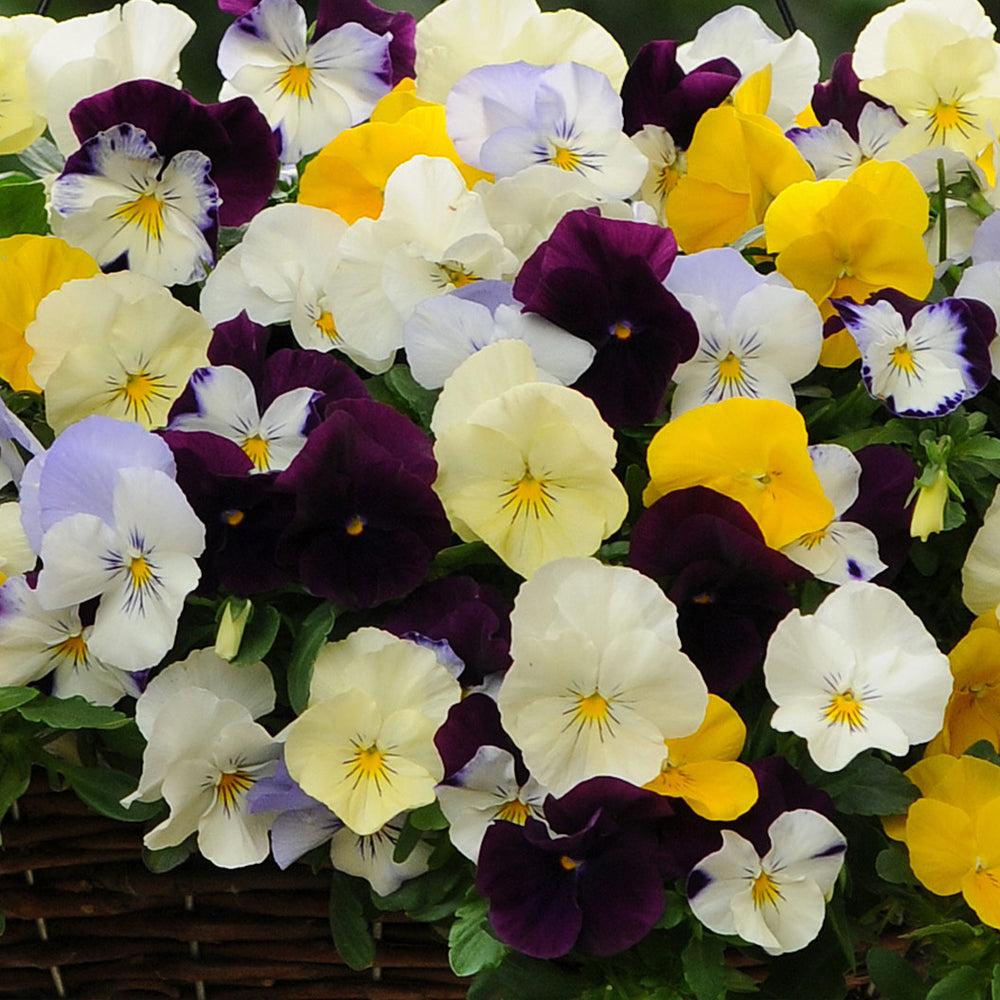Cool Wave® Mix Pansy Plant