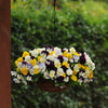 Cool Wave® Mix Pansy Plant