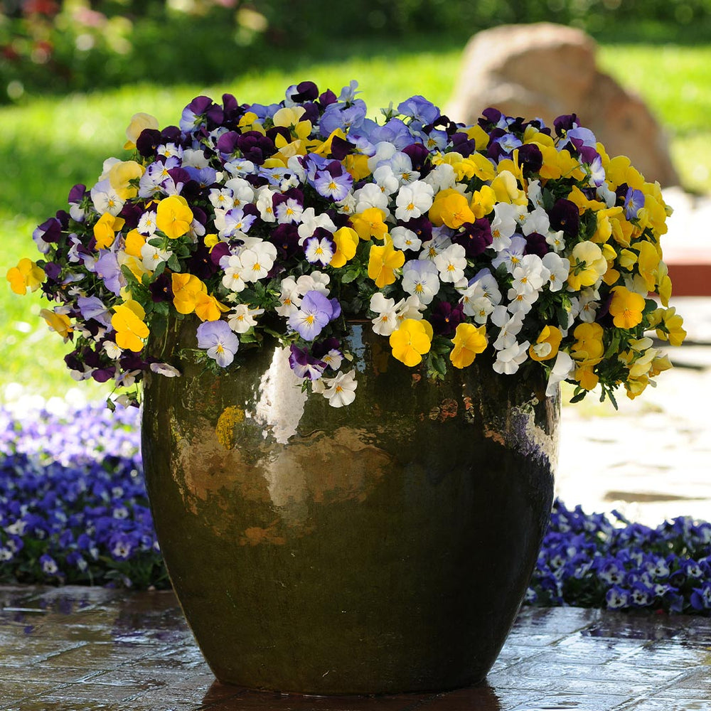 Cool Wave® Mix Pansy Plant