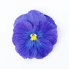 Delta™ Pro True Blue Pansy Plant