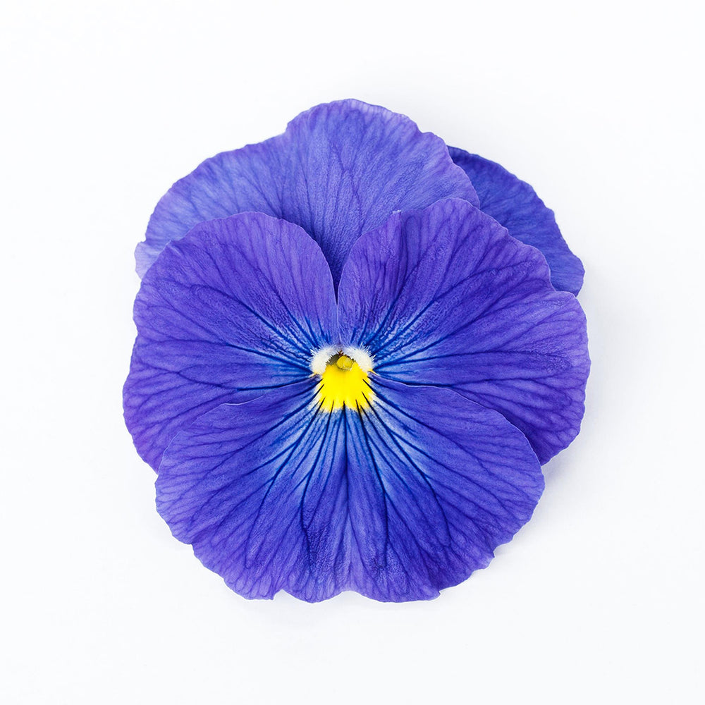 Delta™ Pro True Blue Pansy Plant
