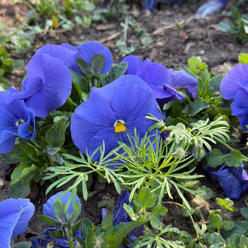 Delta™ Pro True Blue Pansy Plant