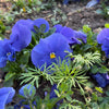 Delta™ Pro True Blue Pansy Plant