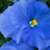 Delta™ Pro True Blue Pansy Plant