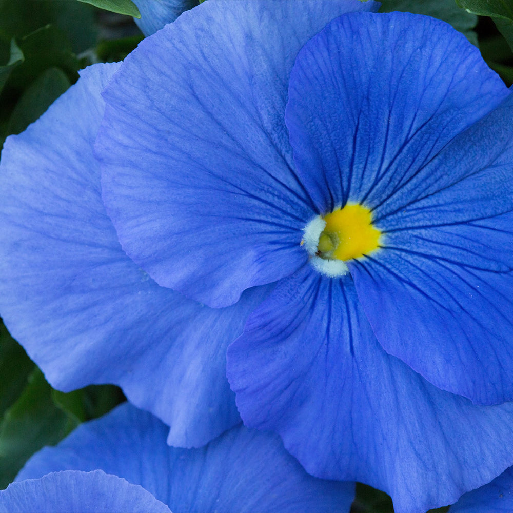 Delta™ Pro True Blue Pansy Plant