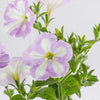 Firefly™ Moonlight™ Pink Surprise Petunia Plant