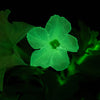 Firefly™ Moonlight™ Pink Surprise Petunia Plant