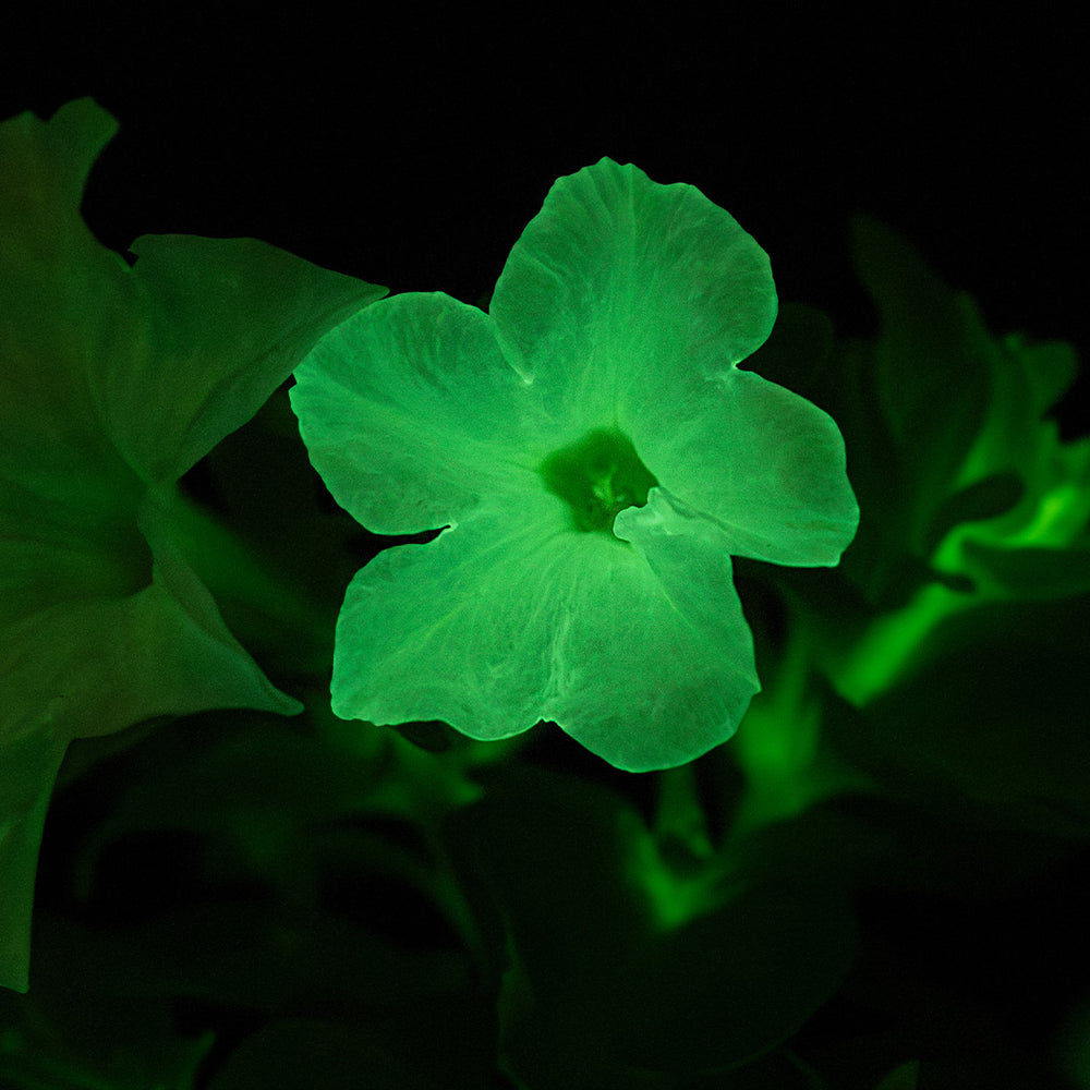 Firefly™ Moonlight™ Pink Surprise Petunia Plant