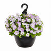 Firefly™ Moonlight™ Pink Surprise Petunia Plant